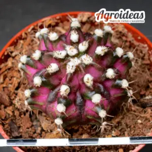 Gymnocalycium «T-Rex»