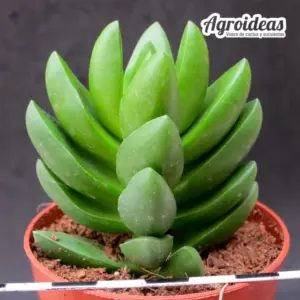 Crassula "Ben"