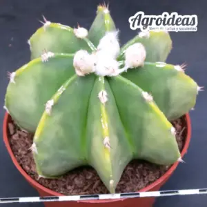 Astrophytum multicostatum var. nudum «Selección» MØ-11cm