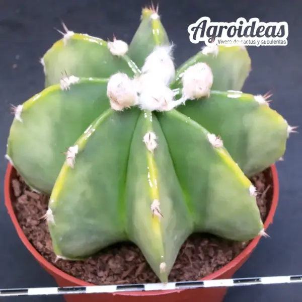 Astrophytum multicostatum var. nudum «Selección» MØ-11cm