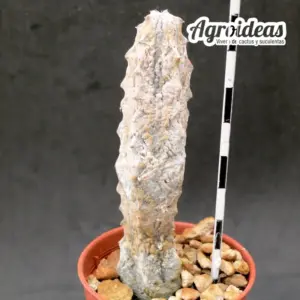 Euphorbia abdelkuri
