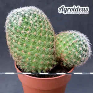 Mammillaria napina "Ejemplar"