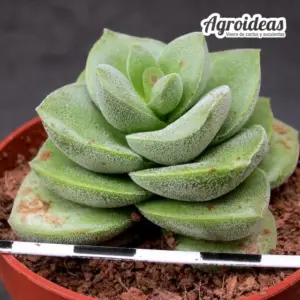 Crassula "Verdolay" New Hybrid