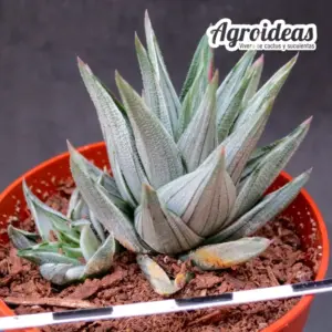 Haworthia viscosa "griseo variegata"