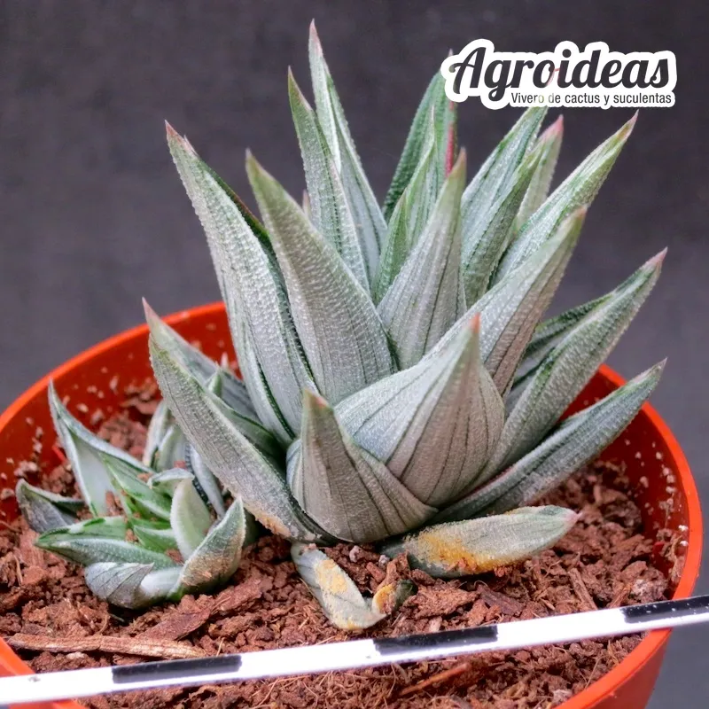 Haworthia viscosa "griseo variegata"