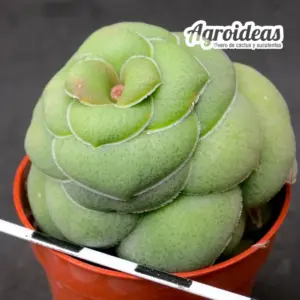 Crassula hemisphaerica