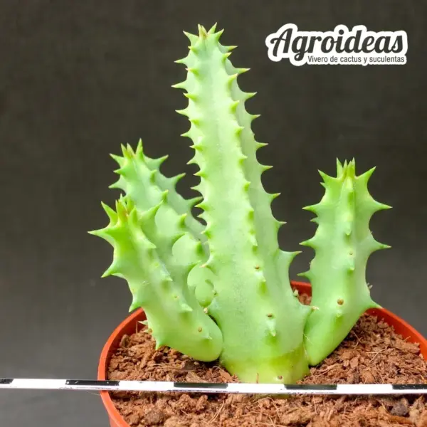 Huernia pink eye "vampiro rojo" - Imagen 2
