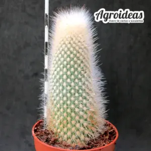 Cleistocactus strausii «Monster Form»