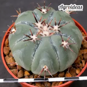 Echinocactus horizonthalonius, Saltillo