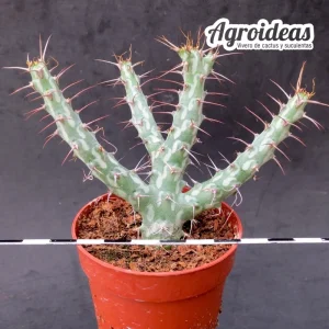 Euphorbia horwoodii "Clon 2"