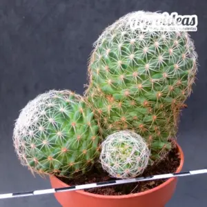 Mammillaria napina "Ejemplar M-8,5 cm"