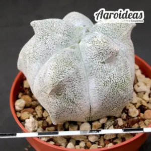 Astrophytum coahuilense "Kikko" M-Ø8,5 cm