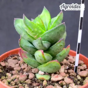 Astroloba bullulata “Selección”