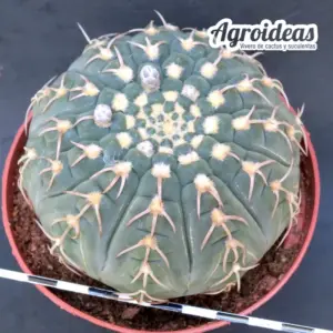 Gymnocalycium X triacanthum fr. tortuosa «Ex. Agroideas» MØ-11cm