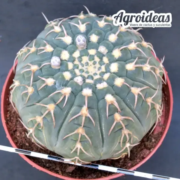 Gymnocalycium X triacanthum fr. tortuosa «Ex. Agroideas» MØ-11cm
