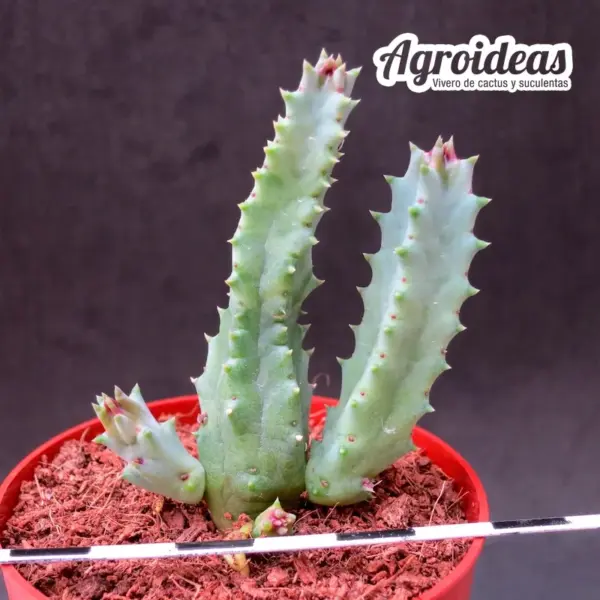 Huernia zebrina insigniflora PVB6596 - Imagen 2