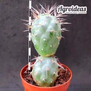 Tephrocactus alexanderi