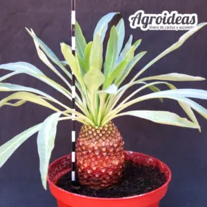 Euphorbia bupleurifolia "Ejemplar" MØ-11cm