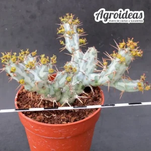 Euphorbia horwoodii