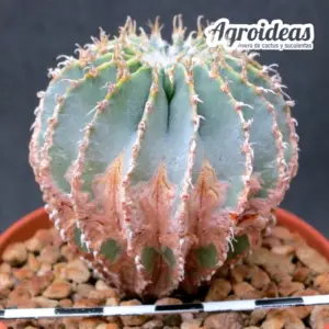 Geohintonia mexicana "Ejemplar 8 años"