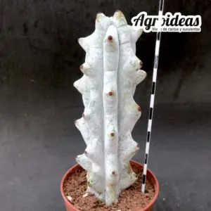 Stenocereus beneckei "f. inermis"