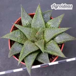 Haworthia koelmaniorum X emelyae