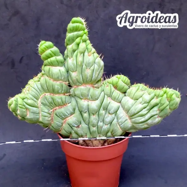 Eulychnia castanea varispiralis «cristata» - Imagen 2