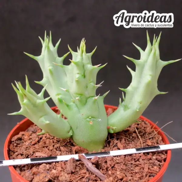 Huernia "Rubra" - Imagen 2