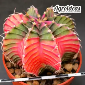 Gymnocalycium X friedrichii lB2178 «Aguadulce» Variegata