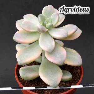 Graptoveria "Titubans Variegata"