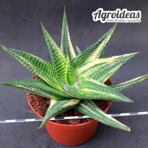 Haworthia limifolia "variegata" ejemplar M-12 cm