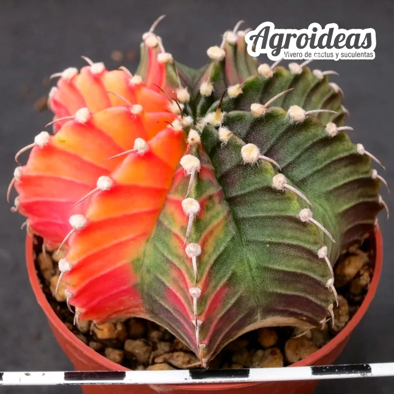 Gymnocalycium x friedrichii "variegata"