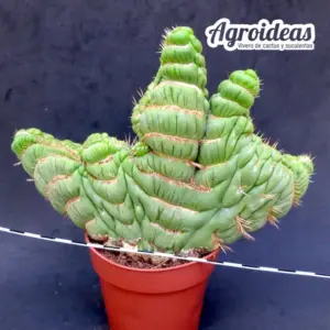Eulychnia castanea varispiralis «cristata»