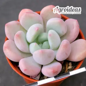 Graptoveria "Opalyna"