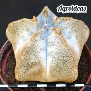 Astrophytum coahuilense "Ejemplar" MØ-11cm