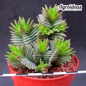 Crassula "Constellation"