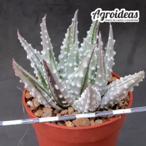 Haworthia pumila cv. "Prima Donna" Ex. Agroideas