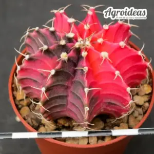 Gymnocalycium X mihanowichii "Pink Variegated"