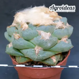 Ariocarpus fissuratus var. lloydi