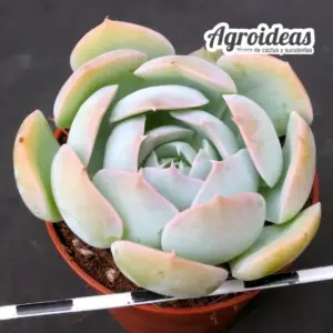 Echeveria runyonii "Blue"