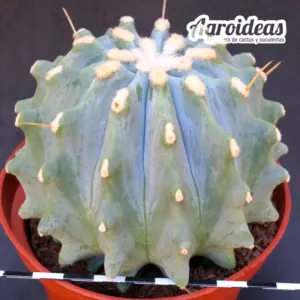 Ferocactus glaucescens var. nudum "Ejemplar" MØ-11cm