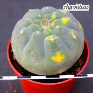 Matucana madisoniorum “variegata” selección