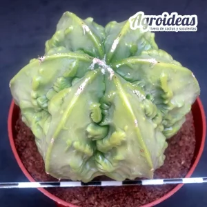 Astrophytum fukuryu var. nudum "Ejemplar"