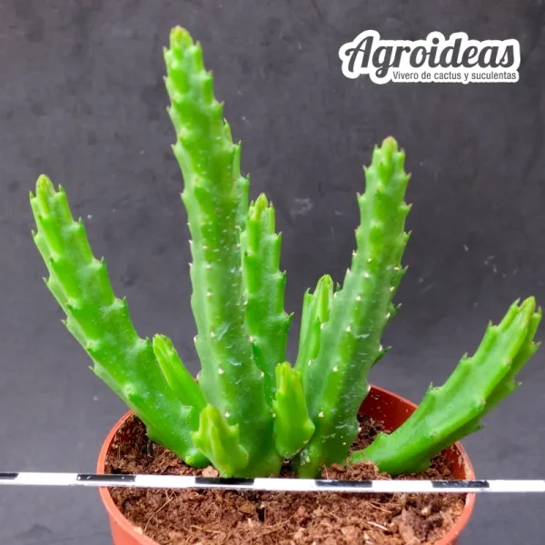 Stapelia divaricata - Imagen 2