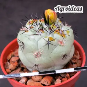 Ortegocactus macdougallii