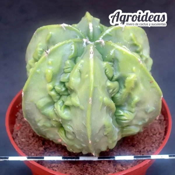 Astrophytum fukuryu var. nudum "Ejemplar" - Imagen 2