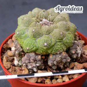 Copiapoa "Lizard Skin" prolifera selección