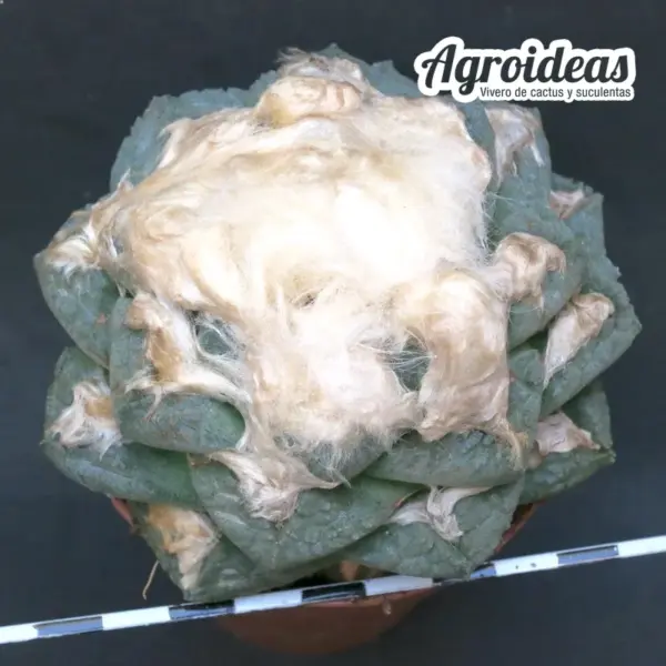 Ariocarpus fissuratus var. lloydi - Imagen 2