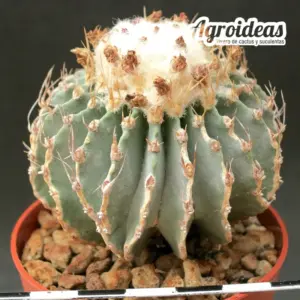 Geohintonia mexicana "Ejemplar 8 años"