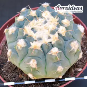 Gymnocalycium prochazkianum "Ejemplar" MØ-11cm